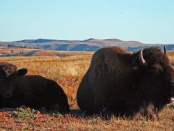 Wind Caves National Park pair of bison