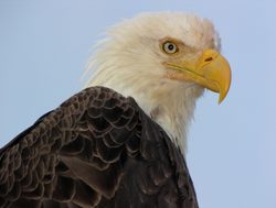 Wrangell St. Elias National Park bald eagle