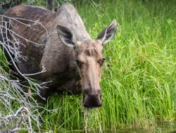 Wrangell St. Elias National Park moose