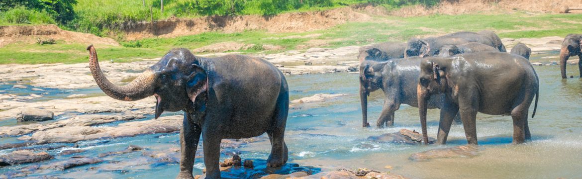 Featured image for Yala National Park