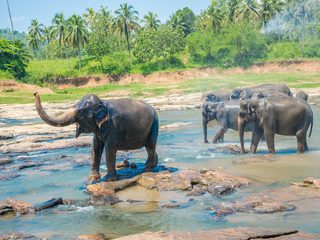 20210212182243-Yala National Park elephants playing in river.jpg