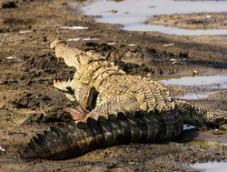 Yala National Park crocodile