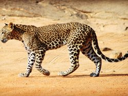 Yala National Park leopard crossing road
