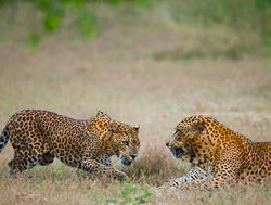 Yala National Park leopards