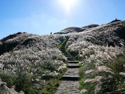 Japanese silvergrass in Yangmingshan National Park