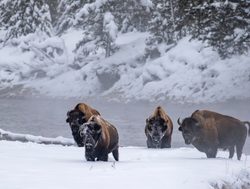 Yellowstone National Park bison in snow by river