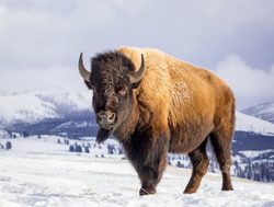 Yellowstone National Park bison in snow