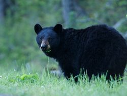 Yellowstone National Park black bear