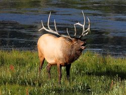 Yellowstone National Park bull elk