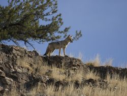 Yellowstone National Park coyote on hill