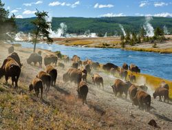 Yellowstone National Park herd of bison