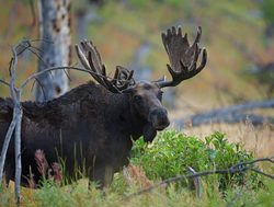 Yellowstone National Park moose
