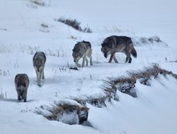 Yellowstone National Park pack of timberwolves