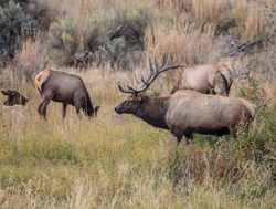 Yellowstone National Park three elk