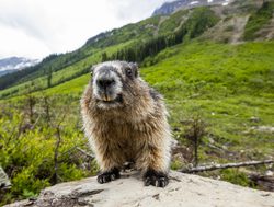 Yoho National Park marmot