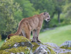 Yosemite National Park cougar