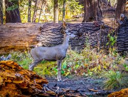 Yosemite National Park deer