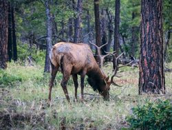 Yosemite National Park elk