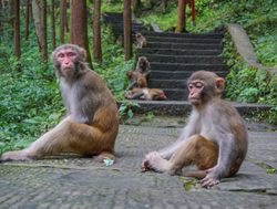 Macaque monkeys on pathway in Zhangjiajie National Park