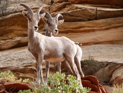 Zion National Park pair of mountain sheep